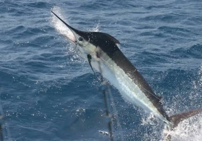 Las especies de peces más pescadas en República Dominicana: un tesoro marino que impulsa el turismo y la pesca deportiva